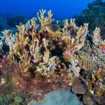 Natural Processes Driving Coral Reef Formation and Growth