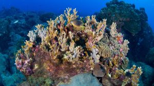Natural Processes Driving Coral Reef Formation and Growth